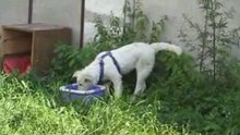 Уха водворенная