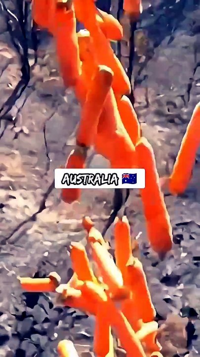 In Australia Lanciano Carote per Nutrire la Fauna Dopo un Incendio 🇦🇺🥕❤️