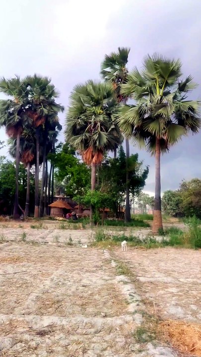 “बारिश की बूंदें, तेज़ हवाएँ और गाँव की सुबह… प्रकृति का सबसे खूबसूरत नज़ारा! 🌧️🌬️🌳❤️”