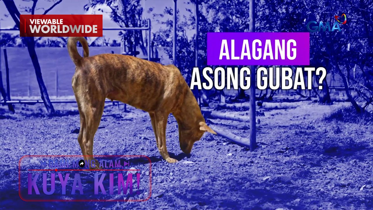 Asong gubat na sa Pilipinas lang makikita, ano ang mga katangian?! | Dami Mong Alam, Kuya Kim!