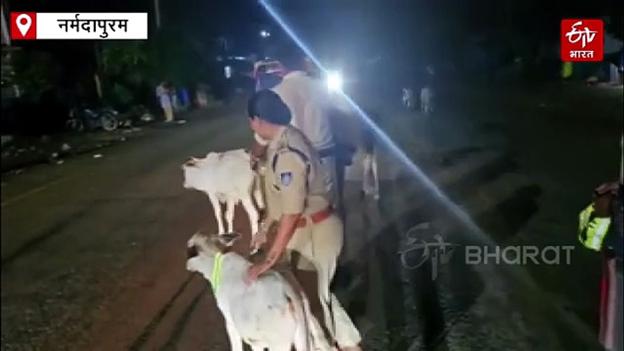 रात के अंधेरे में नहीं होंगे एक्सीडेंट! पथरोटा पुलिस ने गोवंश को पहनाए चमचमाते रेडियम बेल्ट