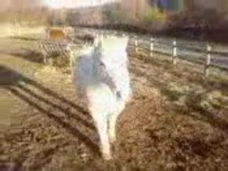 Galopin dans son pré