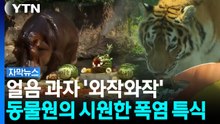 폭염에 축 늘어진 동물들...사육사 총출동한 '특별 얼음 처방' [자막뉴스] / YTN