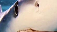 🦈 Sometimes the most feared creatures have the most incredible stories.  Emma, a wild tiger shark, returned to the man who saved her—again and again—for over 20 years, reminding the world that trust can exist in the most unexpected places.  ❤️