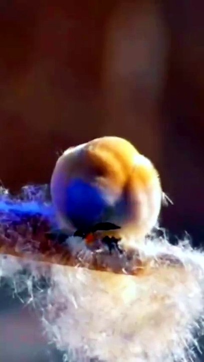 Nature Birds Videography