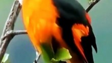 Colorful birds Videography
