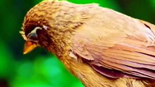 Nature Birds Videography