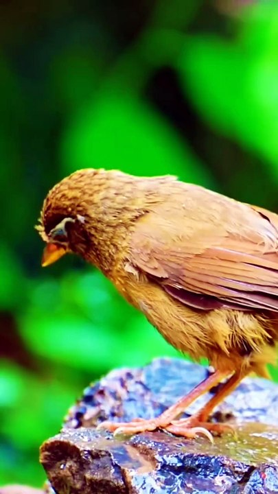 Nature Birds Videography