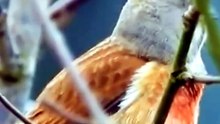 Beautiful Nature Birds Videography