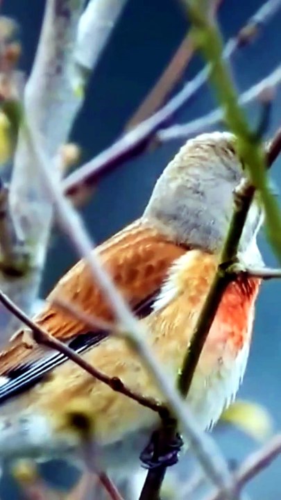 Beautiful Nature Birds Videography
