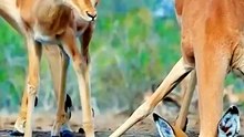 Deer animals Videography