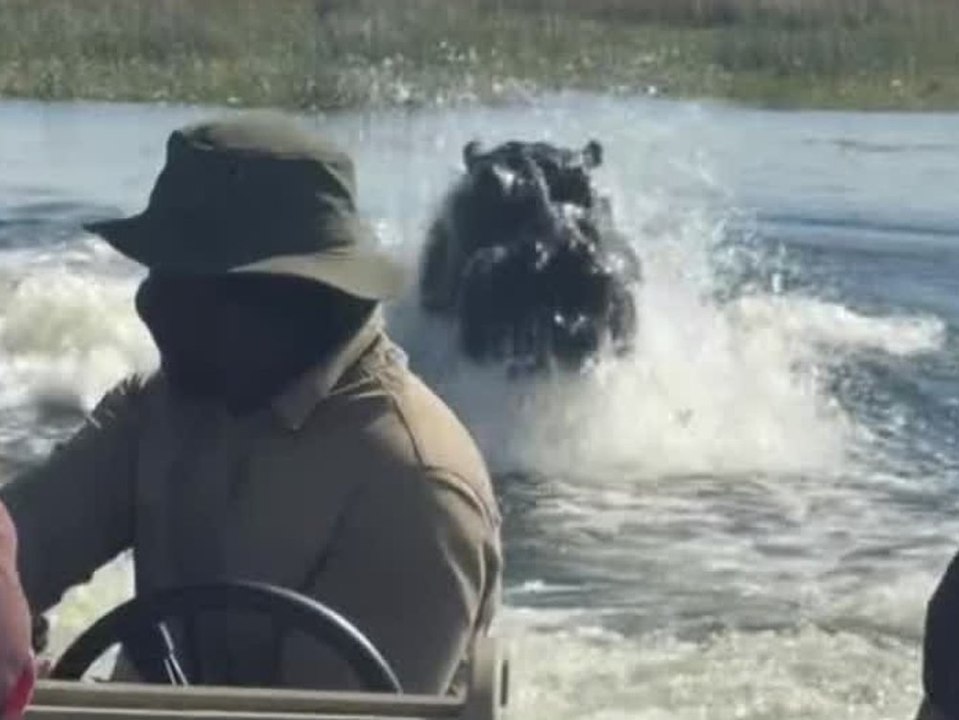 Aggro-Nilpferd verfolgt Touristenboot