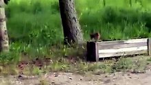 Who`s hiding there? :) #animals #funnyanimals #farm