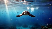 Leatherback Turtle : The ocean giant built for incredible journeys across the seas