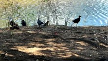 Birds and others beside the pond