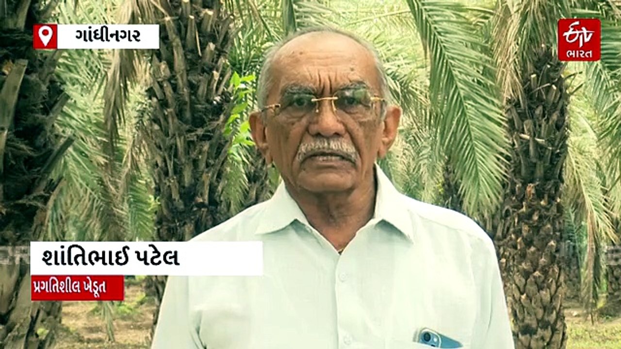 ગાંધીનગર: ખેડૂતે 1 એકર જમીનમાં ખારેકની ખેતી કરીને રૂપિયા 6 લાખની કરી કમાણી