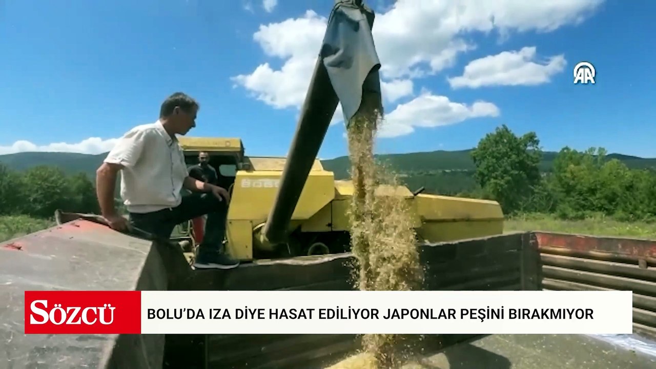 Bolu’da ıza diye hasat ediliyor Japonlar peşini bırakmıyor
