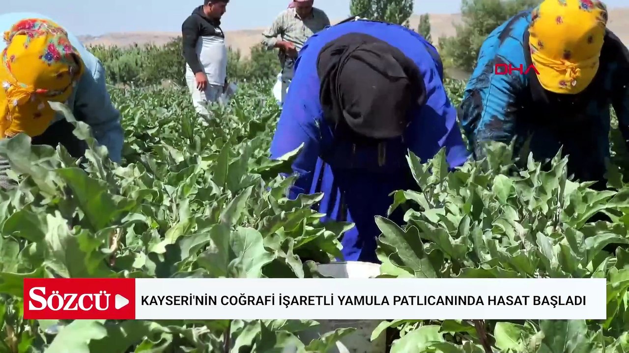 Zorlu hasat başladı: Tam 50 farklı çeşidi yapılıyor 1 ay boyunca toplanıyor