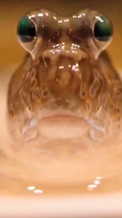 Le Périophthalme : Le chaînon manquant de l'evolution !? 🔗🧬