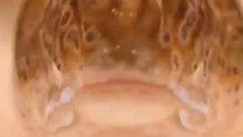 Le Périophthalme : Le chaînon manquant de l'evolution !? 🔗🧬