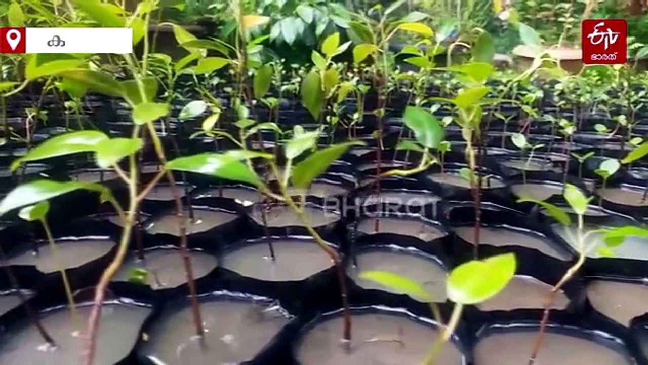 കണ്ണാമ്പെട്ടി ഇനി വംശമറ്റ് പോകില്ല; അപൂർവ കണ്ടൽ ഇനത്തിന് കാവലായി ‘കണ്ടൽ രാജൻ’