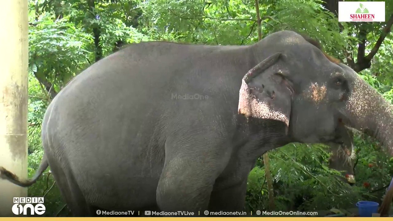ആന പാപ്പാനെ കുത്തിക്കൊന്നു; സംഭവം കോന്നി ആന പരിപാലന കേന്ദ്രത്തിൽ