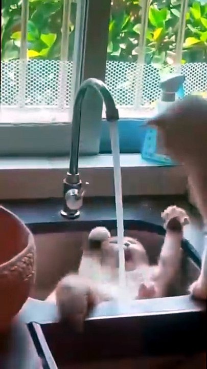 Funny Cats Moment part 2