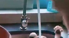 Funny Cats Moment part 2