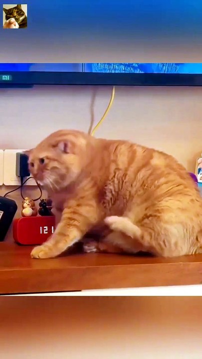 Funny Fat Cat 😸😸😸