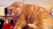Funny Fat Cat 😸😸😸