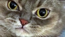 The Best Cat Expressions 😸😸😸