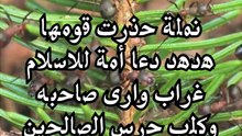 كن للخير داعياً كما كانت نملة سليمان - عليه السلام - وهدهده