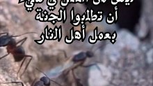 مشكلتنا أننا نريد عيش عيشة الغرب والمـــوت ميـــــتة الصحــــابة