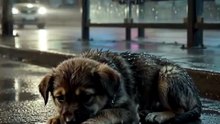 💔 He waited all night in the freezing rain…