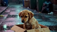 This little soul is sitting alone in the rain...Thin, wet, and waiting for..
