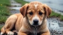 This little soul is tied in the rain...Thin, cold, and waiting with tears in his eyes.