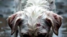 He had nothing… not even a full stomach.Yet he still saved the weakest one.🐶