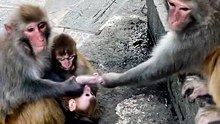 Little pretty sister's mother wants to hold her baby