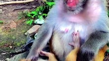 monkey mom and her baby playing