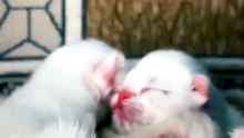 Cat moments that seem too funny to be real Day10