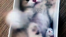 Cat moments that seem too funny to be real Day11