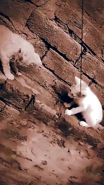 Cute Kittens Playing Together 🐱💕 | Adorable Cat Moments