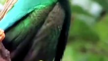 Kingfisher Moment 002