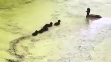 Mama duck plays hide and seek with her ducklings 🦆