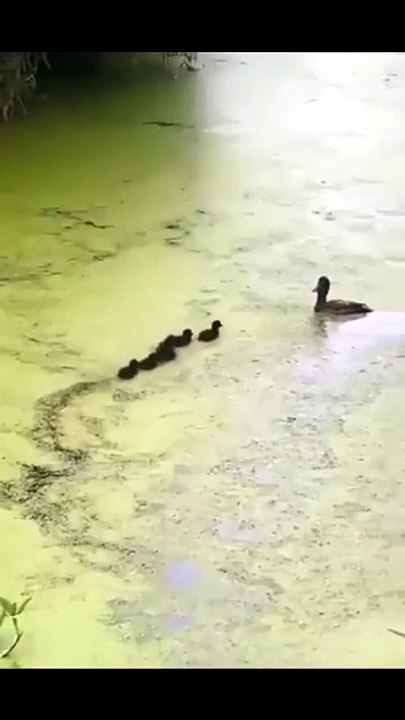 Mama duck plays hide and seek with her ducklings 🦆