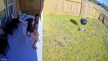 Funniest Animal Videos  😂 When Animals Have Their Funniest Moments