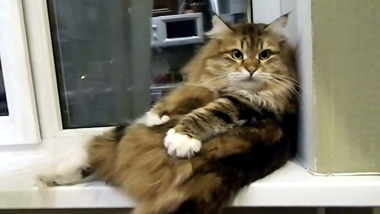 cats funny