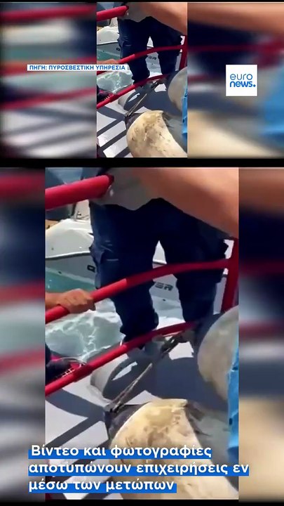 Ελλάδα: Συγκλονιστικά ντοκουμέντα από τις διασώσεις της Πυροσβεστικής στις φωτιές της ΑττικοΒοιωτίας