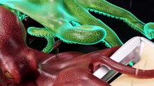 Could An Octopus Stop Your Car