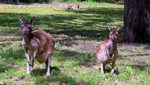 How intelligent are kangaroos